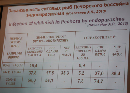 Зараженность сиговых рыб Печорского бассейна